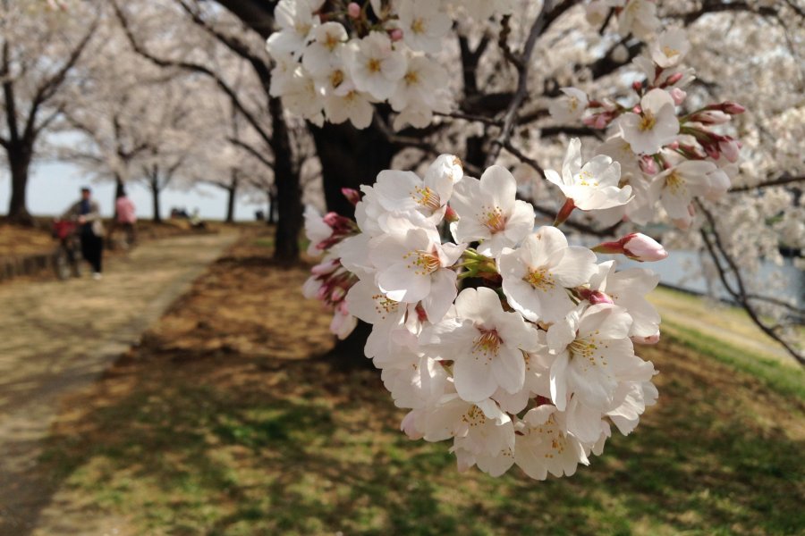 Cherry blossoms in Akabane, Tokyo