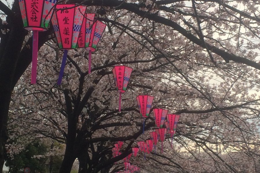 Sakura on the Ookagawa River