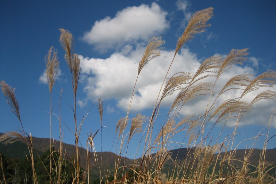 Pampas Grass in Sengokuhara, Hakone