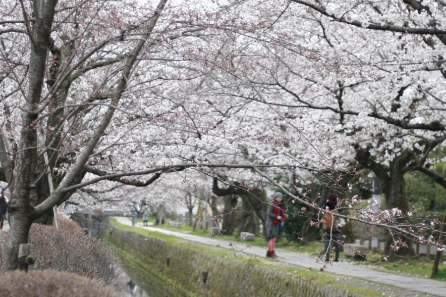 Blooming Sakura in Kyoto