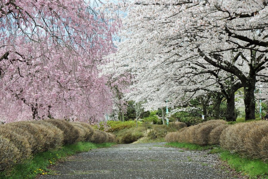 Sakura in Hitsujiyama Park, Saitama