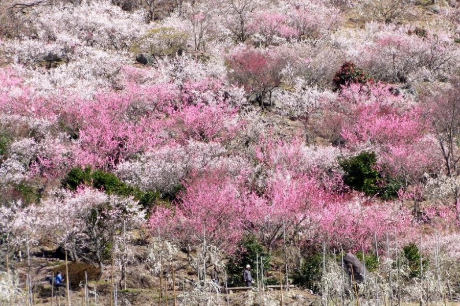 Makuyama Park's Plum Blossoms
