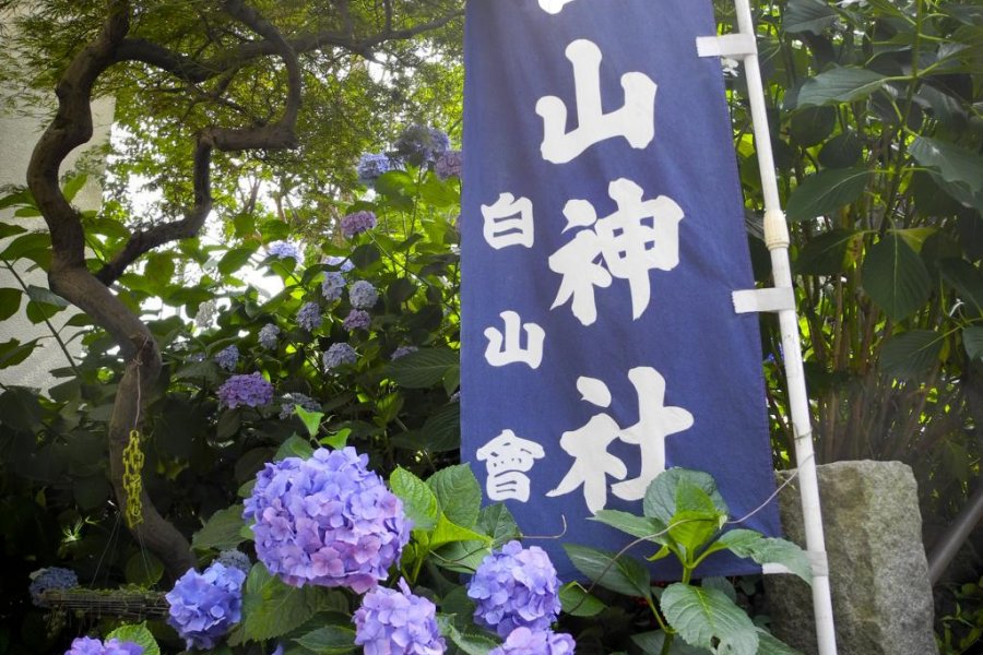 Bunkyo Ajisai Festival