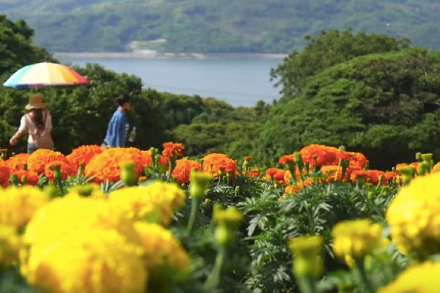 How To Visit Nokonoshima Island in Fukuoka