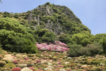 Spring Flower Festival at Mifuneyama Rakuen