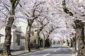 Tokiwadaira Sakura Festival
