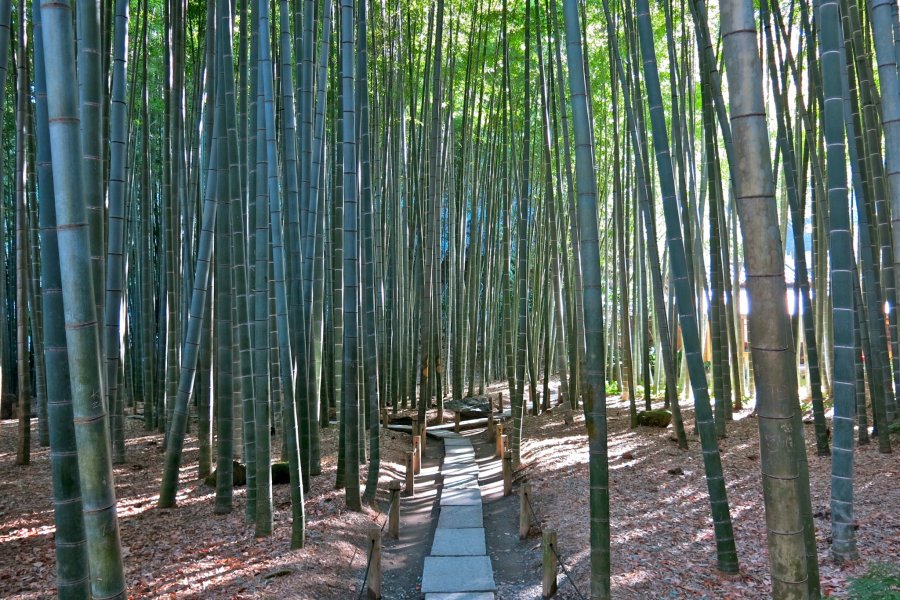 Hokokuji Bamboo Garden in Kamakura