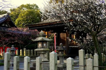 Plum Blossom at Jonan-gu in Kyoto