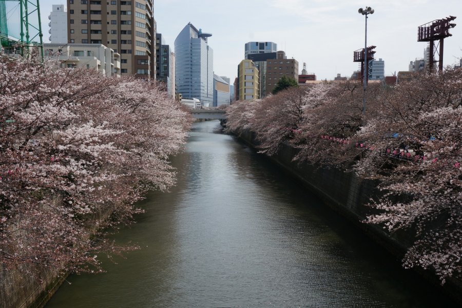 3 Accessible Ohanami Spots in Tokyo