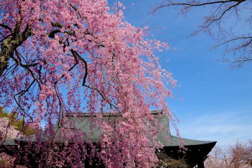 Kyoto Tenryu-ji Temple in Spring