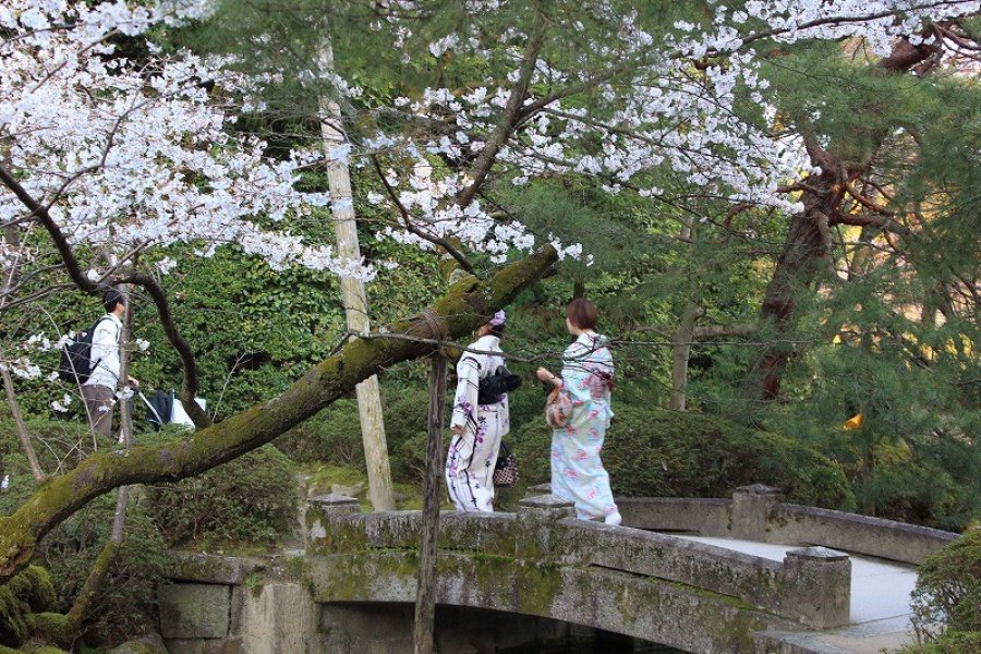 Heian Jingu Shrine Cherry Blossoms