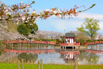 Mobara Cherry Blossom Festival