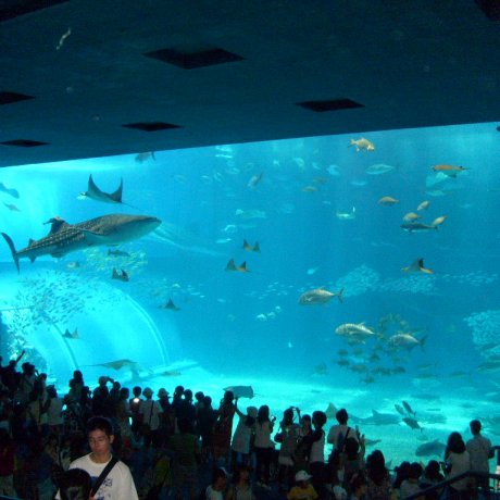 Okinawa Churaumi Aquarium Okinawa Churaumi Aquarium