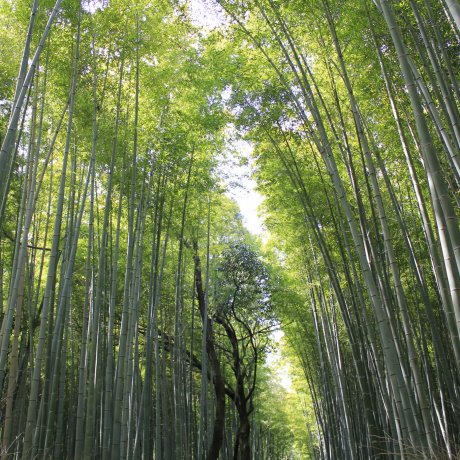 The Bamboo Forest of Arashiyama The Bamboo Forest of Arashiyama