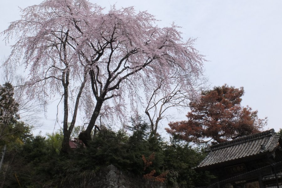 Sakura on Mt. Minobu, Yamanashi