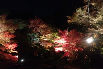 Matsushima Foliage Light Up