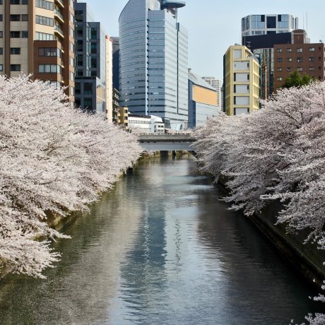Cherry Blossom in Tokyo