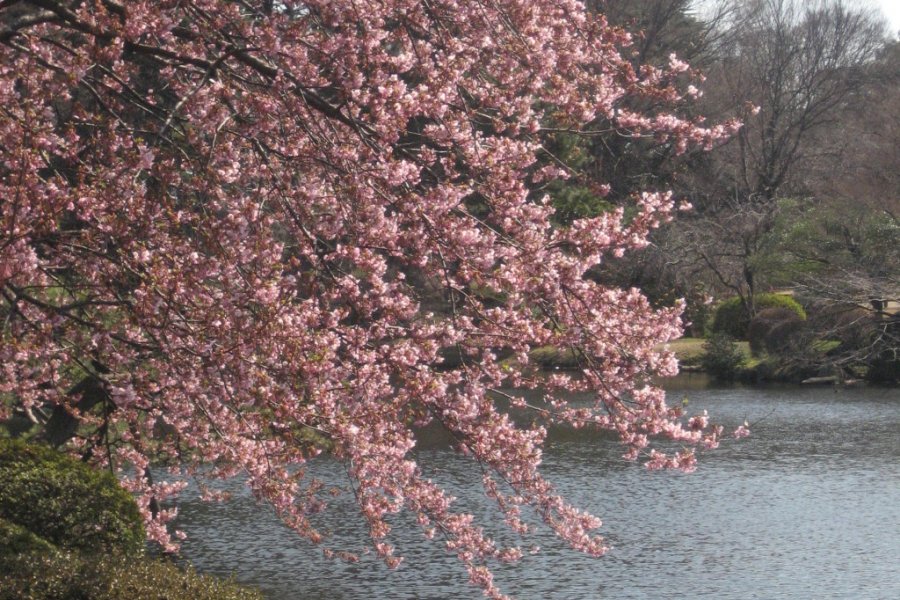 Cherry Trees at Shinjuku Gyoen National Garden
