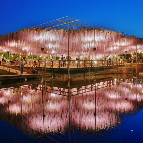 Wisteria at Ashikaga Flower Park Wisteria at Ashikaga Flower Park