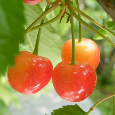 Cherry Picking in Tendo Fruit Land Cherry Picking in Tendo Fruit Land