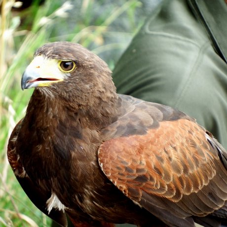 Osaka Castle Park Series