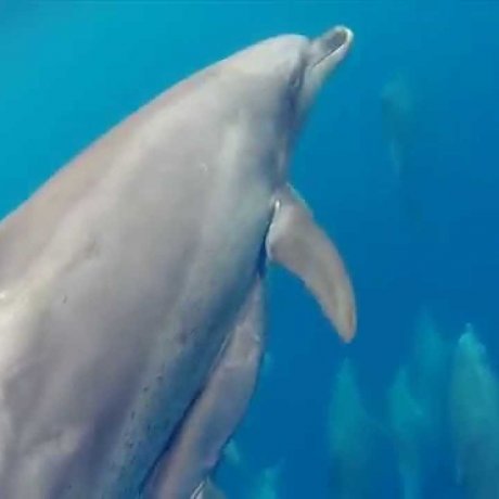 Swimming with Dolphins Swimming with Dolphins