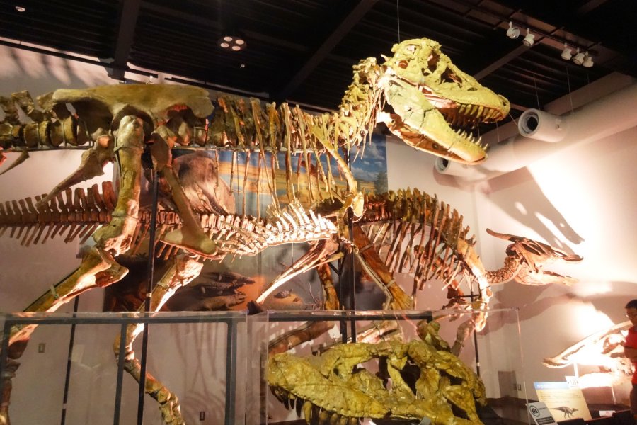 Mifune Dinosaur Museum