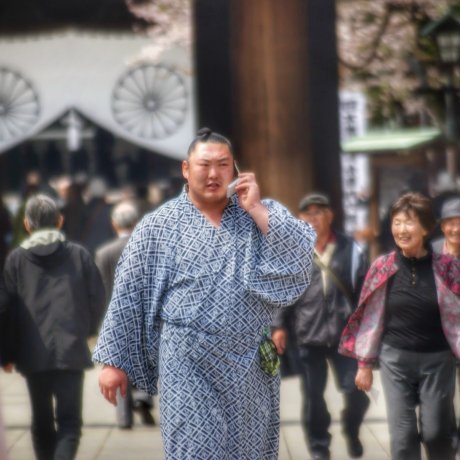 Yasukuni Shrine "Honozumo" Sumo Yasukuni Shrine "Honozumo" Sumo