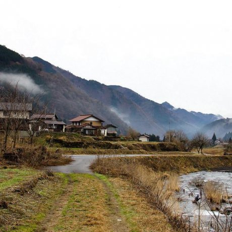 Daikon Hunting in Meiho, Gifu Daikon Hunting in Meiho, Gifu