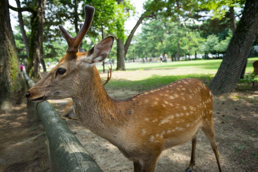A Walk through Nara Park