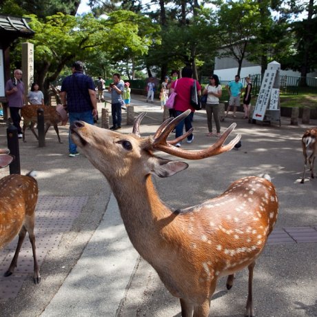Tōdai-ji, Deer, and Gardens in Nara Tōdai-ji, Deer, and Gardens in Nara