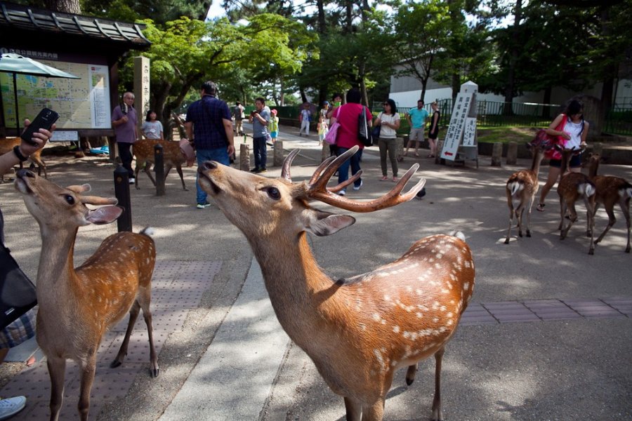 Tōdai-ji, Deer, and Gardens in Nara