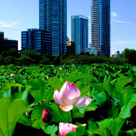 Enjoy Japanese Lotus at Ueno Park Enjoy Japanese Lotus at Ueno Park