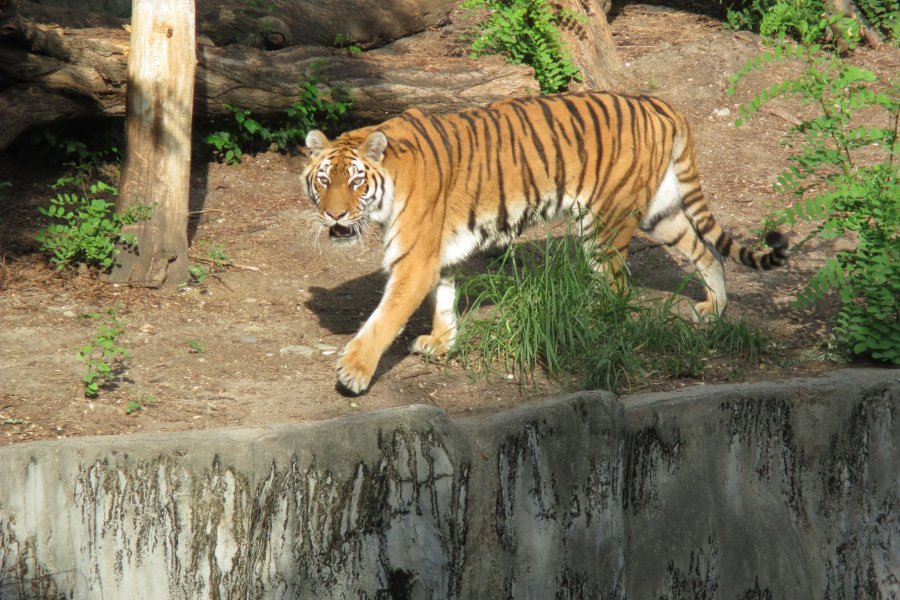 Visit Tennoji Zoo