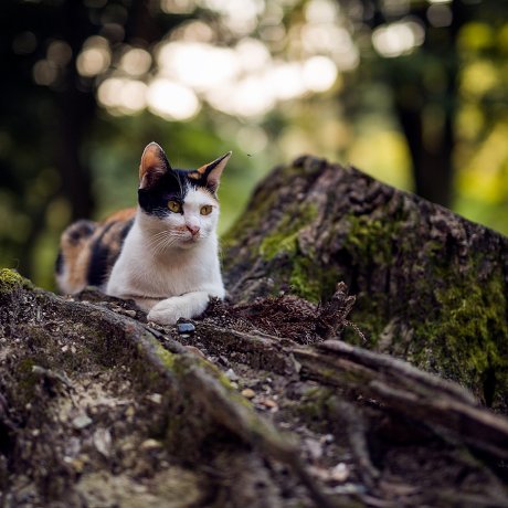 The Cats of Fushimi Inari Taisha The Cats of Fushimi Inari Taisha