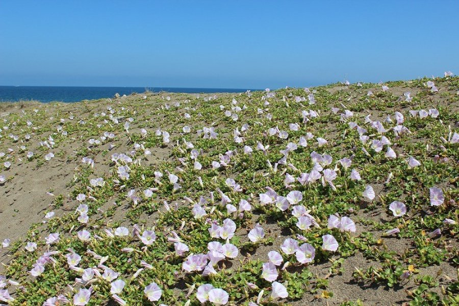 Four Seasons of Takasu Seashore