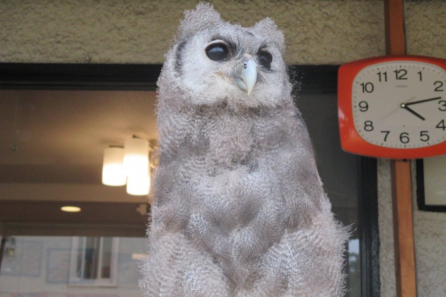 The Owls of Fukuro Sabo Cafe