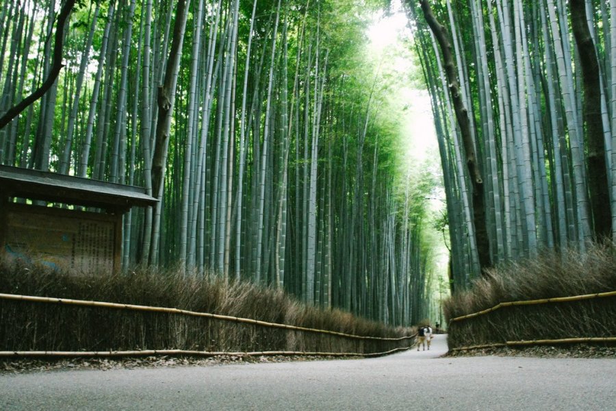 Arashiyama and Bamboo Forest