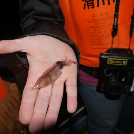 Namerikawa's Firefly Squid Namerikawa's Firefly Squid