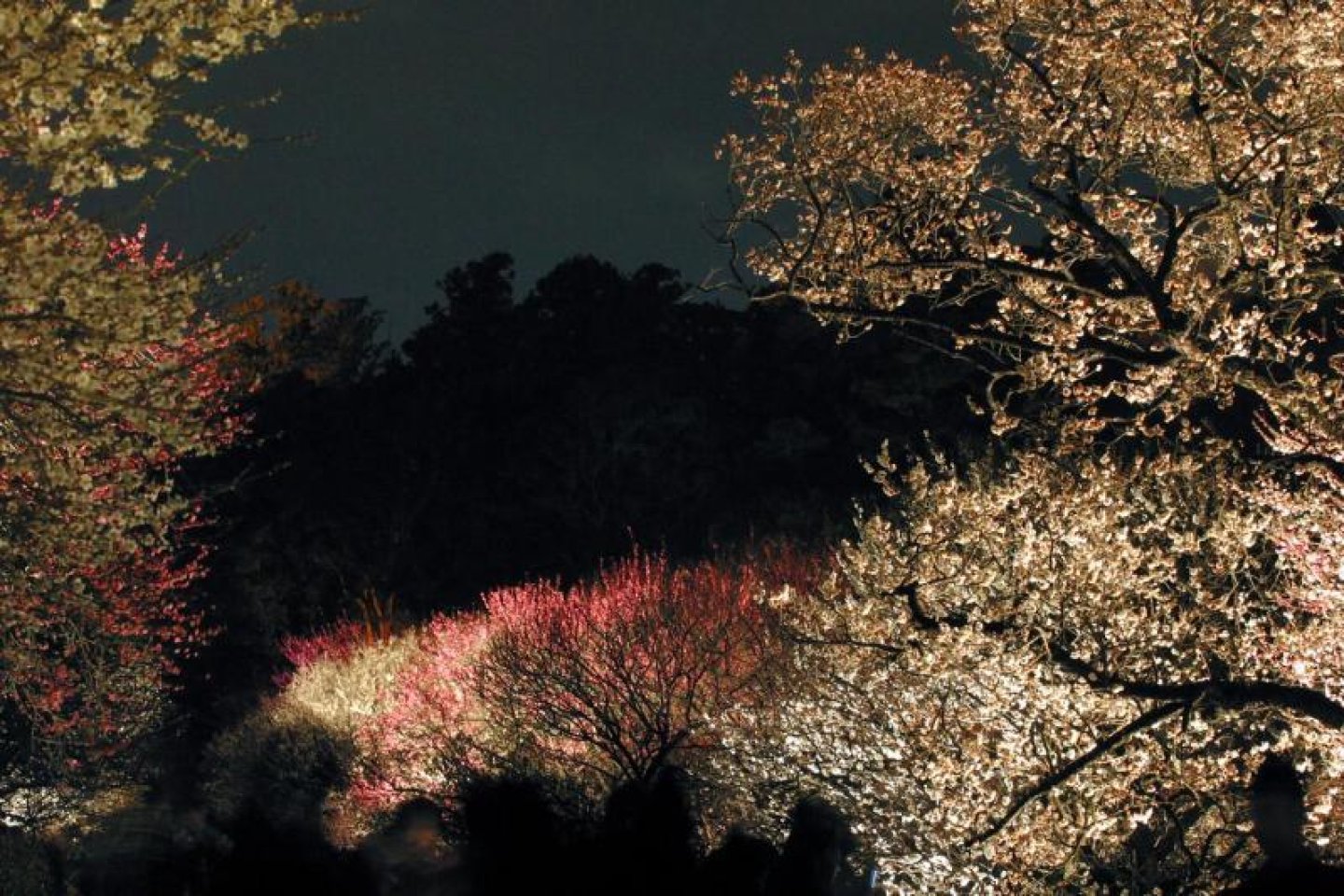 Mito's Plum Blossom Festival