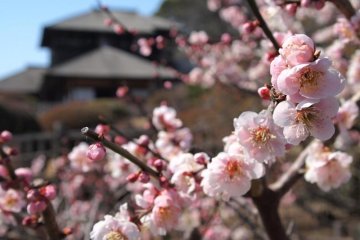 Mito's Plum Blossom Festival