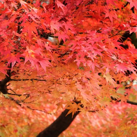 Autumn Colors of Nishiyama Park Autumn Colors of Nishiyama Park