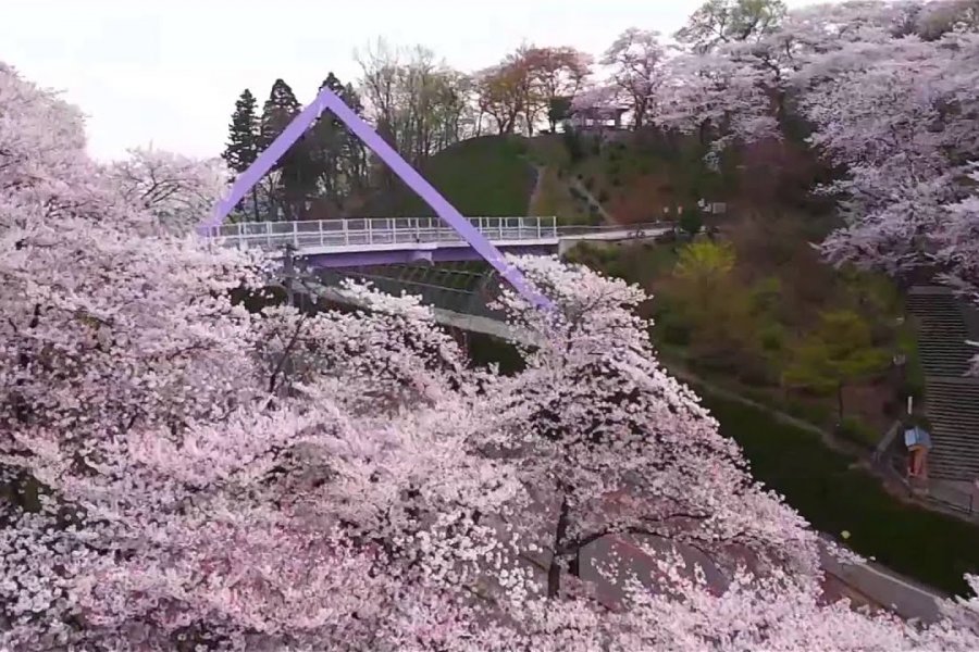Cherry Blossoms at Nishiyama Park