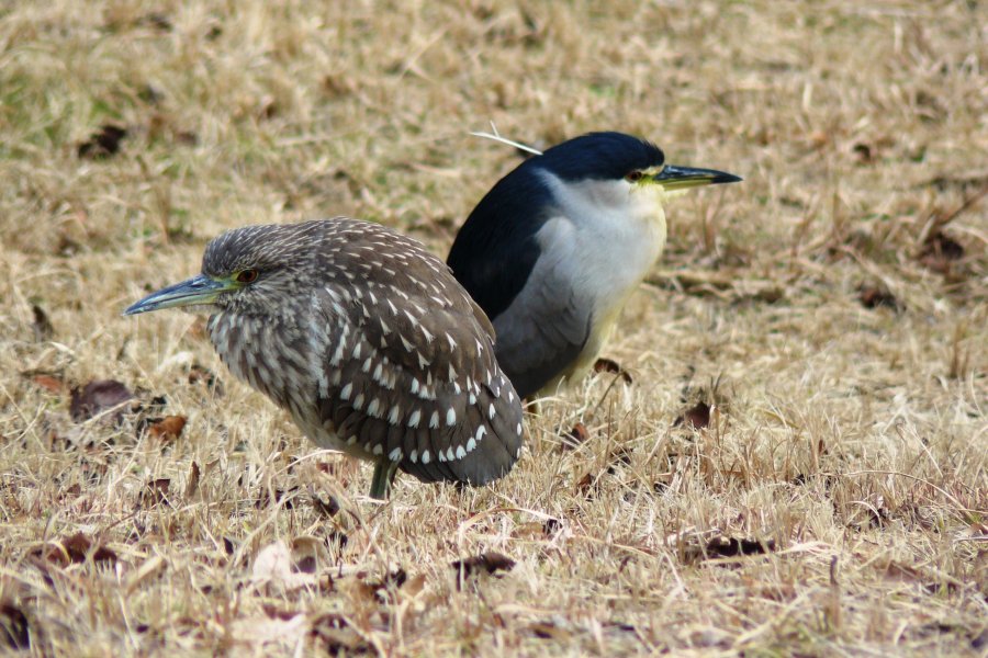 A Walk along Kanda River