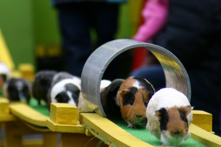 狭山市立智光山公園こども動物園