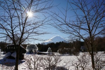 Lake Saiko Ice Tree Festival