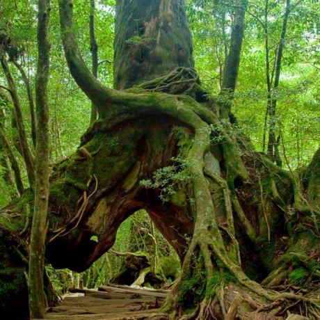 Yakushima Island Yakushima Island