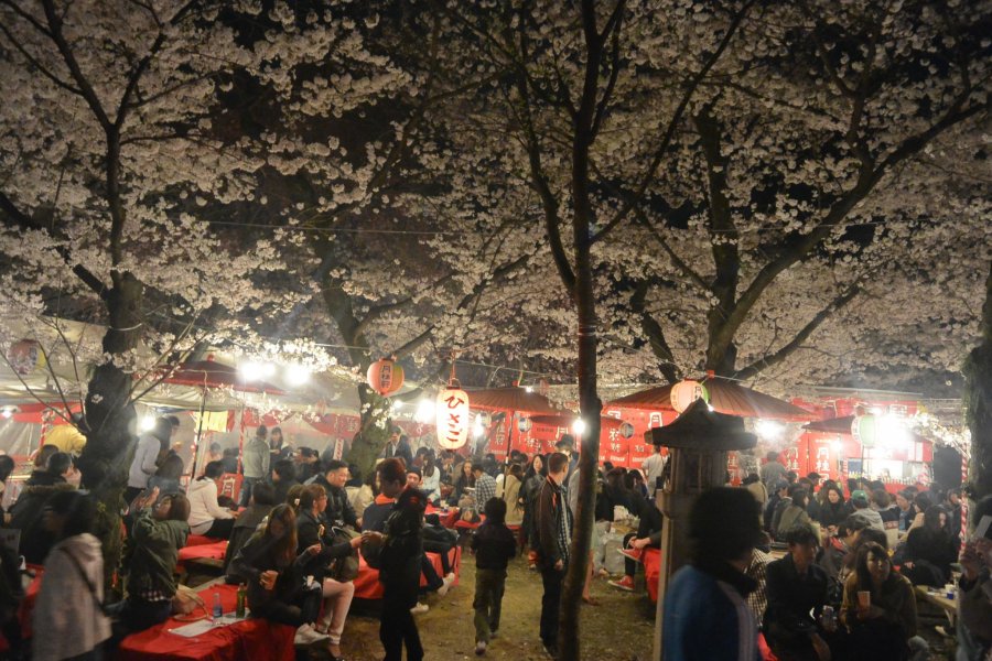 Sakura Hunting in Kyoto