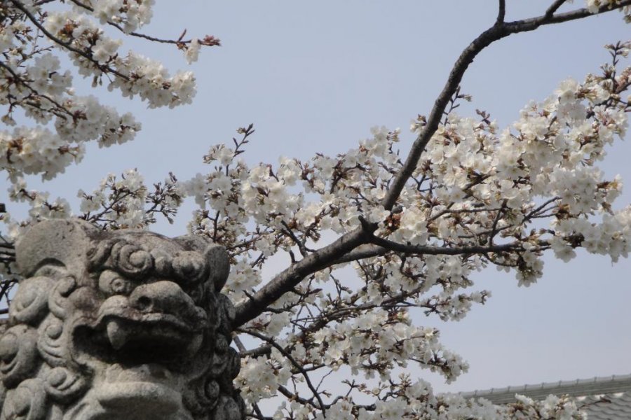 Koriyama Castle Cherry Blossoms