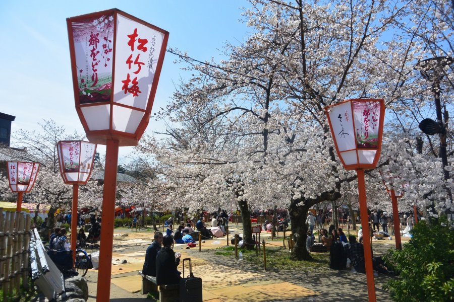 Places to See Sakura in Kyoto